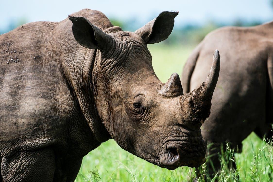 Chinese Government Reverses Ban On Rare Animal Products