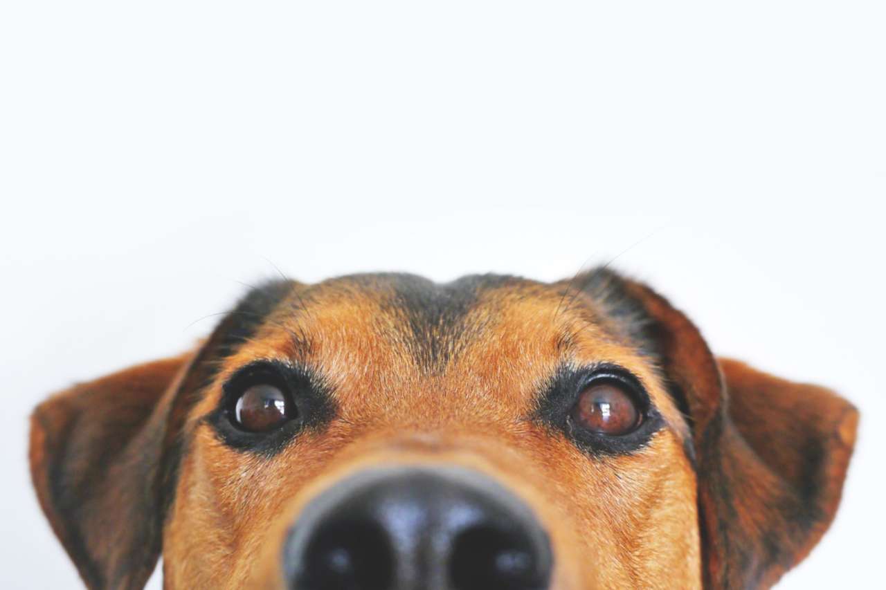 Having a Fat Pet Can Cost You Big Bucks— and Not in Food!