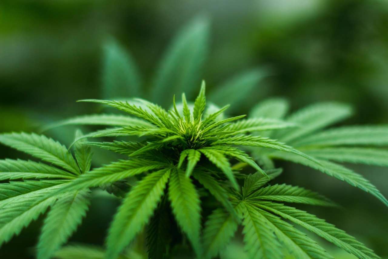 Cannabis social consumption laws will evolve. Just not in the way you might think.