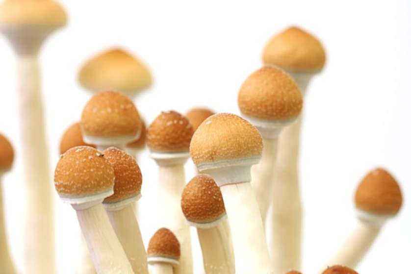 Would You Like Magic Mushrooms with That?