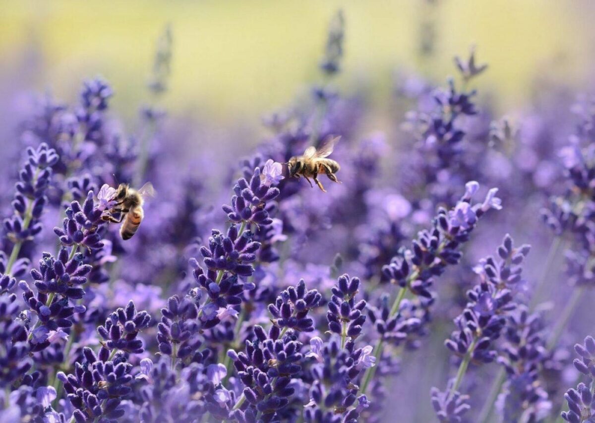 Morgan Freeman Is Saving The Bees