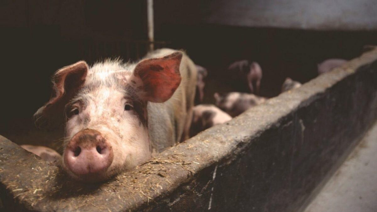 This Is Why Pork Is Getting More Expensive