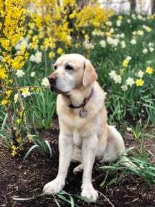 Dog with arthritis Dog with arthritis