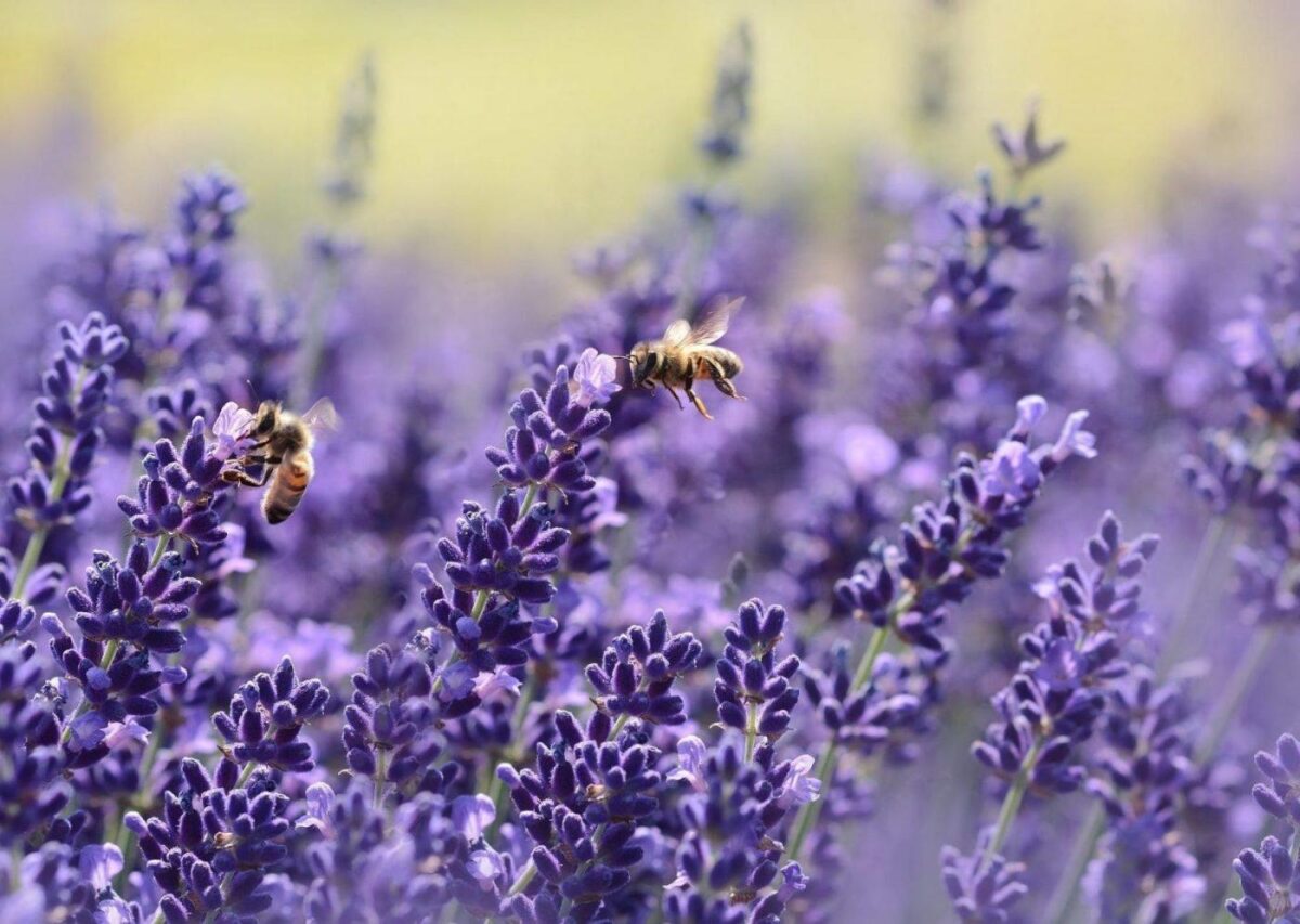 bee-killing pesticides