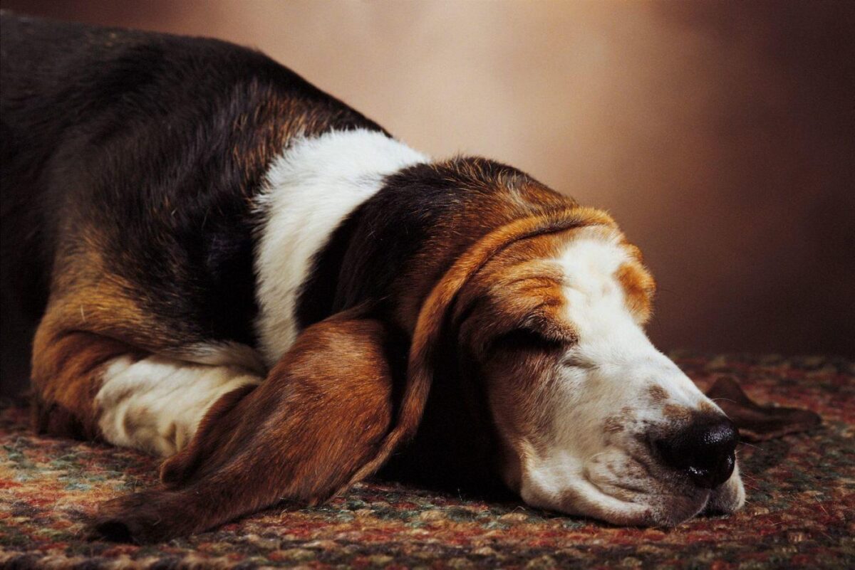 VCA Animal Hospitals Announces More Options For Pets With Cancer