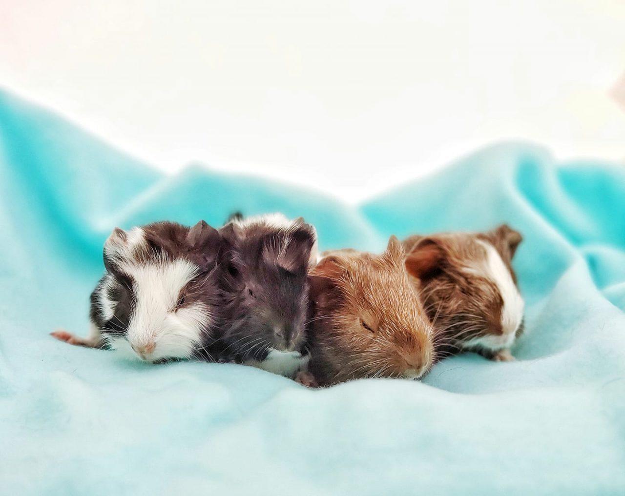 Why The World’s Largest Guinea Pig Rescue Is Attracting P!nk and