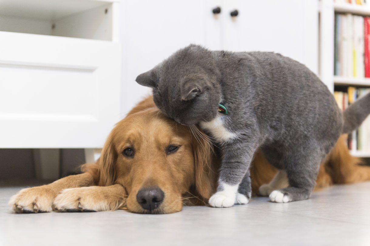 U.S. House of Representatives Passes ‘PACT’ Act Making Animal Abuse a Felony, and It’s About Damn Time