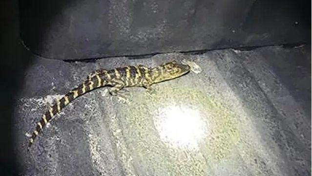 Meanwhile In Florida: Woman Pulls Foot-Long Alligator From Her Yoga Pants During Traffic Stop