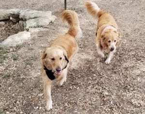 Missing dogs: Acoria and Ripley Missing dogs: Acoria and Ripley