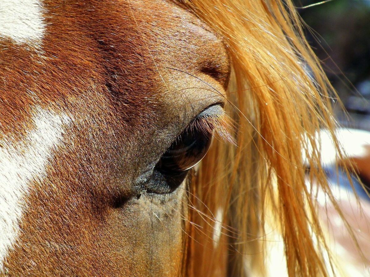 Horse in California Wildfire Horse in California Wildfire
