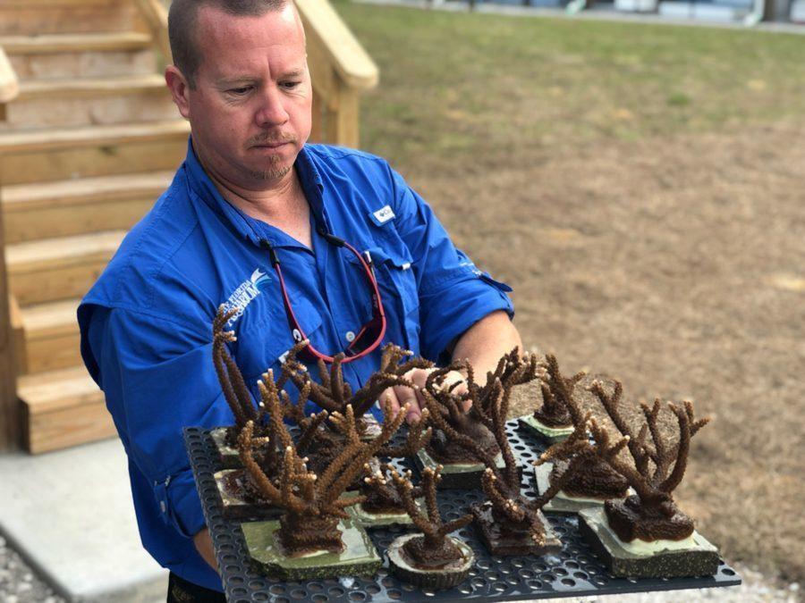 This Florida Aquarium is the First to Reproduce Lab-Grown Atlantic Coral and It’s Beautiful