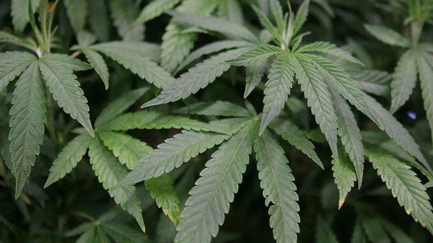 Chicago Airport Now Has Amnesty Box for Marijuana
