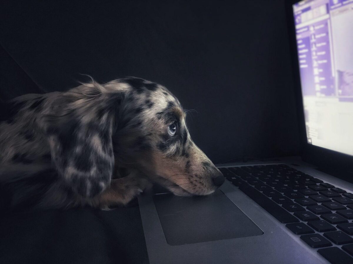 What Pet Tech Should You Be Buying For Your Fur Babies This Year?