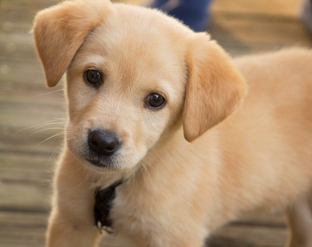 How to Create a Pet-Friendly Environment That Puts People First
