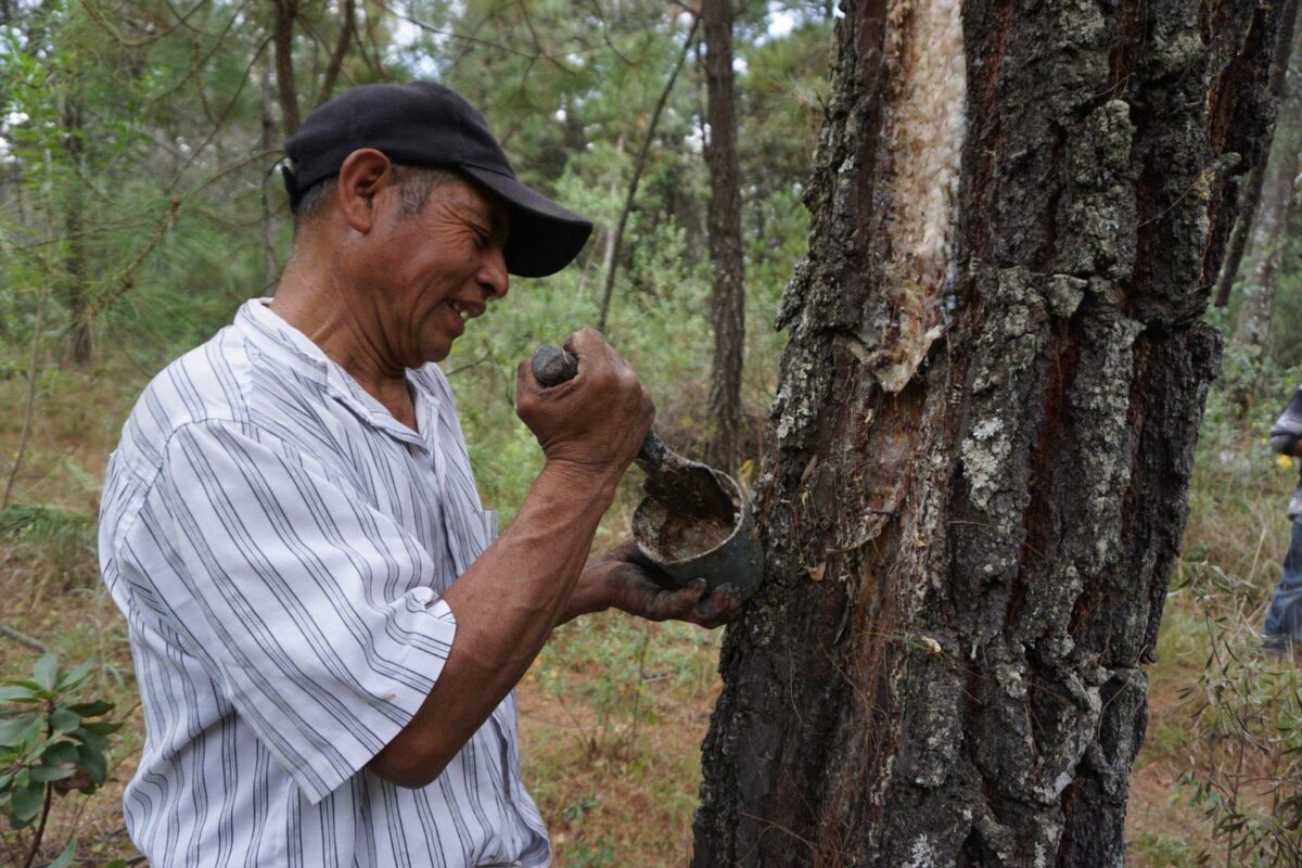 Ejido Verde’s Shaun Paul On What Makes A Business Regenerative
