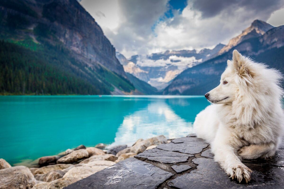 AlphaPaw Products Are Essentials For Every Pet Parent