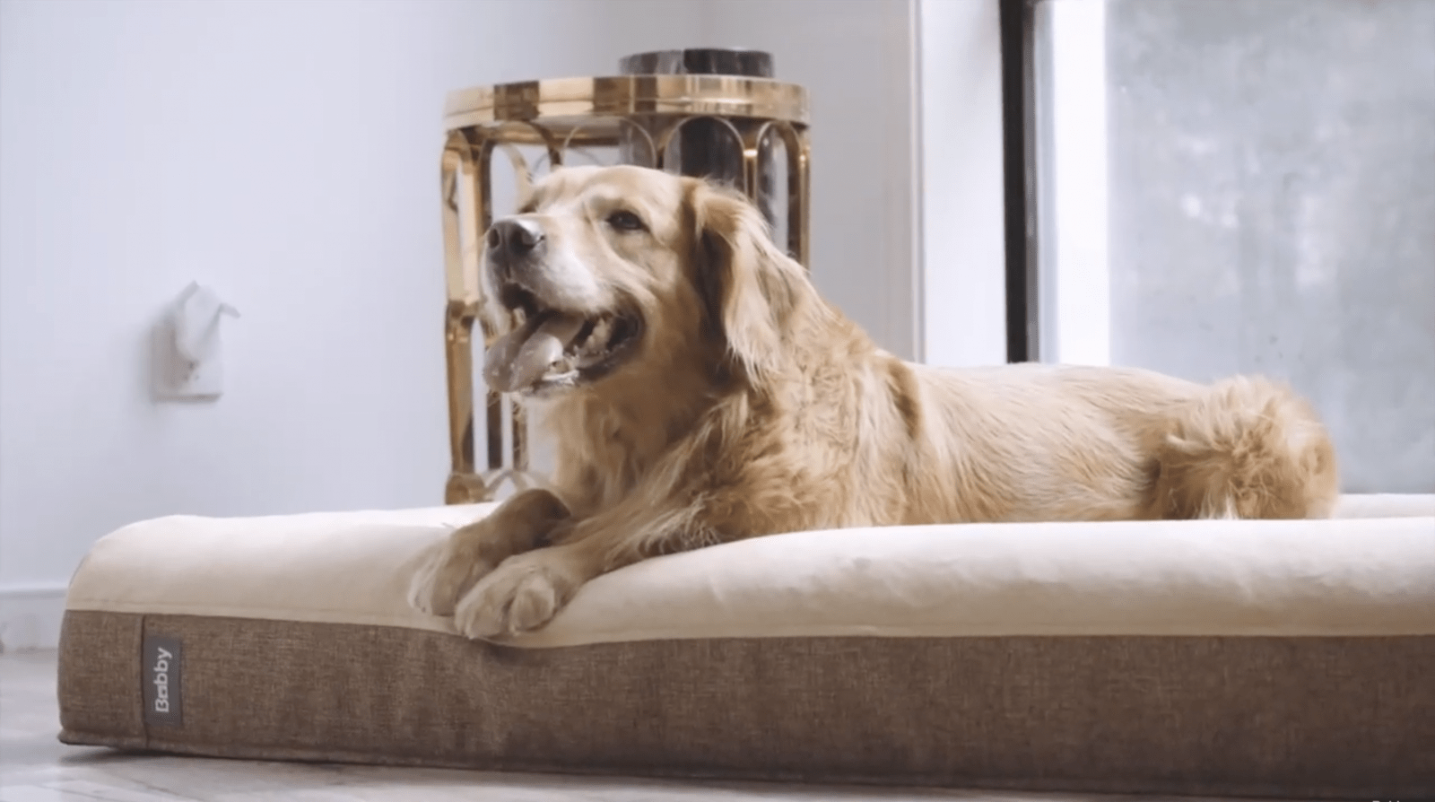 Bobby Orthopedic Dog Beds Will Help Your Dog Rest Easy