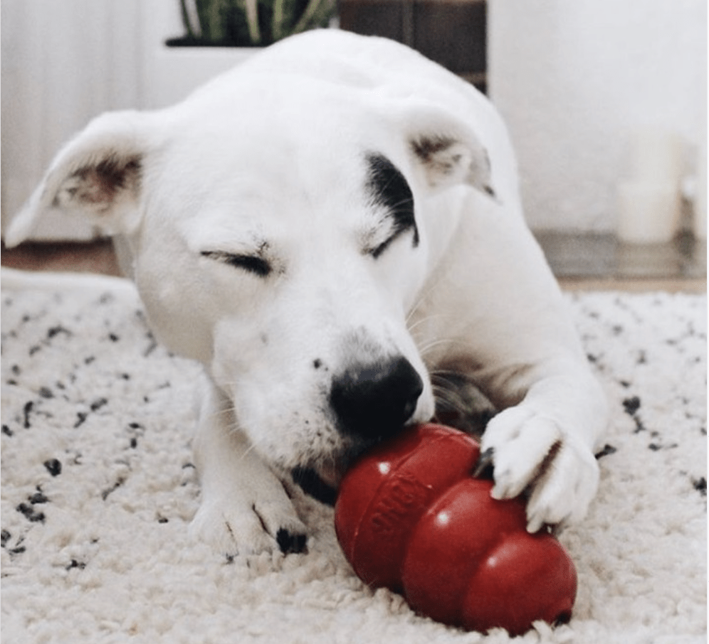 Dogs are America’s Unsung Heroes Amid COVID-19