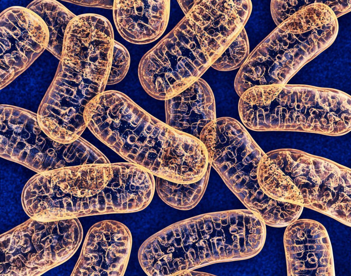 Space Travel Orbits Mitochondria’s Central Role into the Spotlight