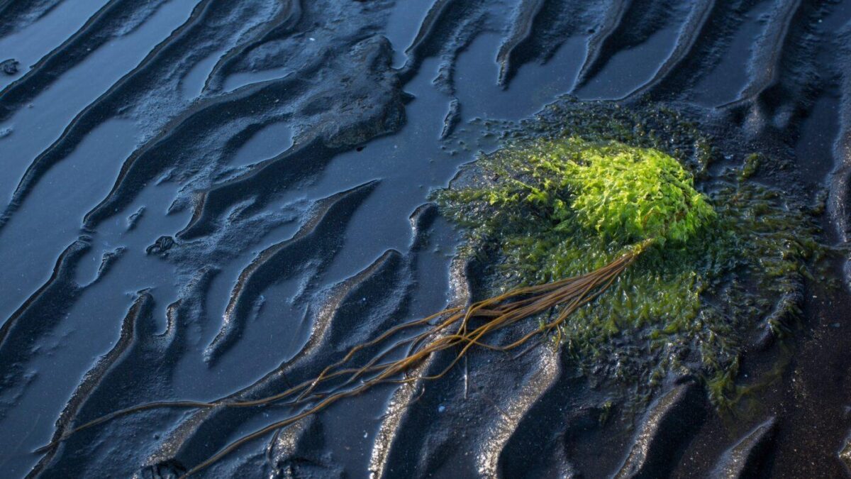 Biomicrogel Group raises m to save nature from pollution