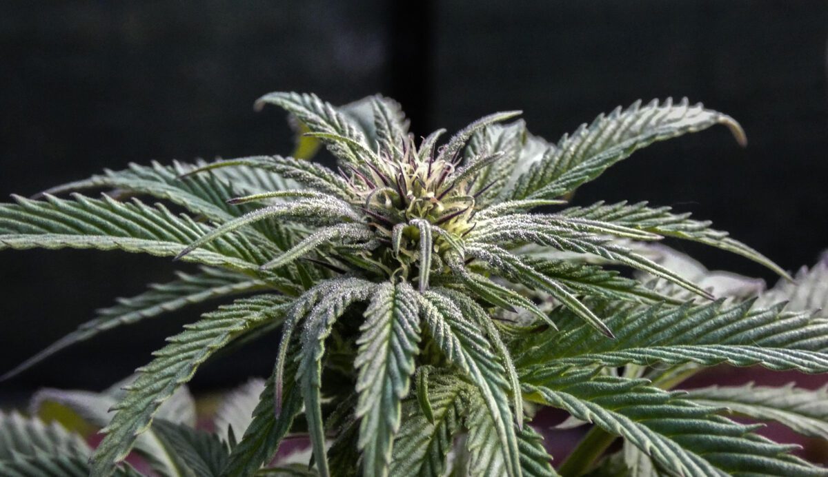 How Detoxing With Hemp Oil Is Vital for Optimal Health