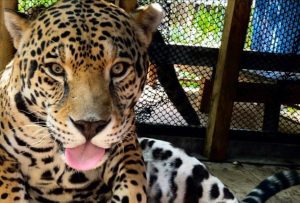 Zen, rescued jaguar House of panther