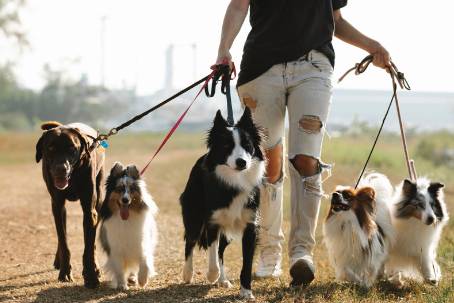 Loyal CEO Wants to Extend Life Expectancy for Dogs and Then Humans