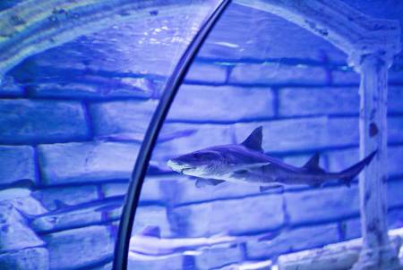 Wake-Up Call for US Businesses: Shark Tank host Highlights Looming Crisis