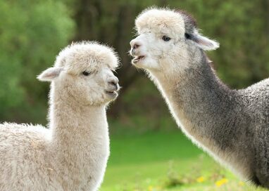 Meta Unveils LLaMA 2: Open-Source AI Model for Commercial Applications