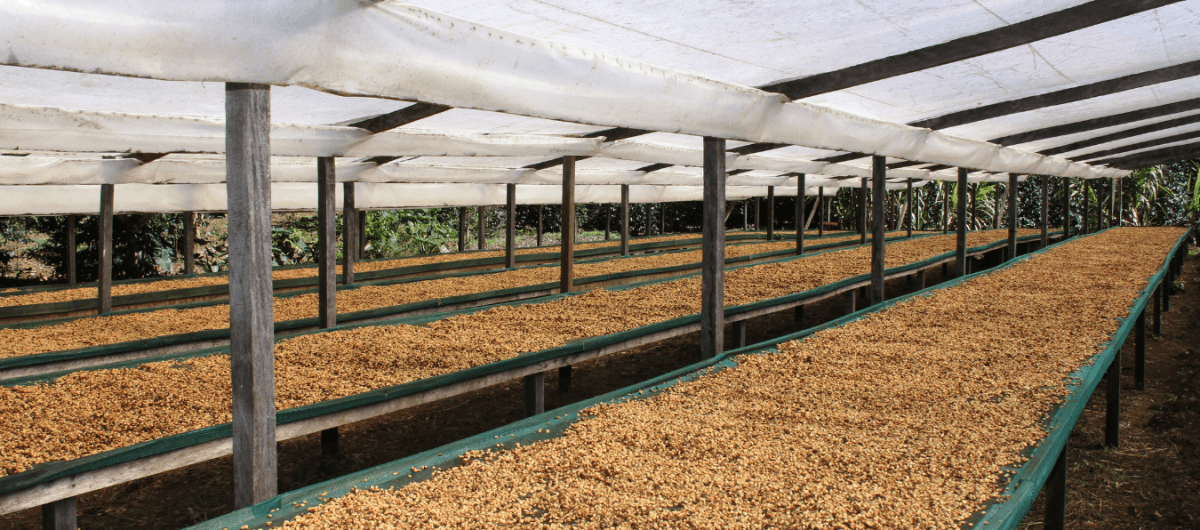 Bunafr's Home Roaster Launch at CES 2024: Transforming the Coffee Supply Chain Bunafr's Home Roaster Launch at CES 2024: Transforming the Coffee Supply Chain