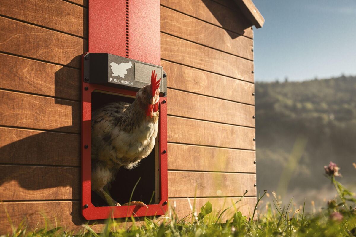 Everything You Need to Know About Run Chicken Inc.’s Automatic Chicken Coop Door Everything You Need to Know About Run Chicken Inc.’s Automatic Chicken Coop Door