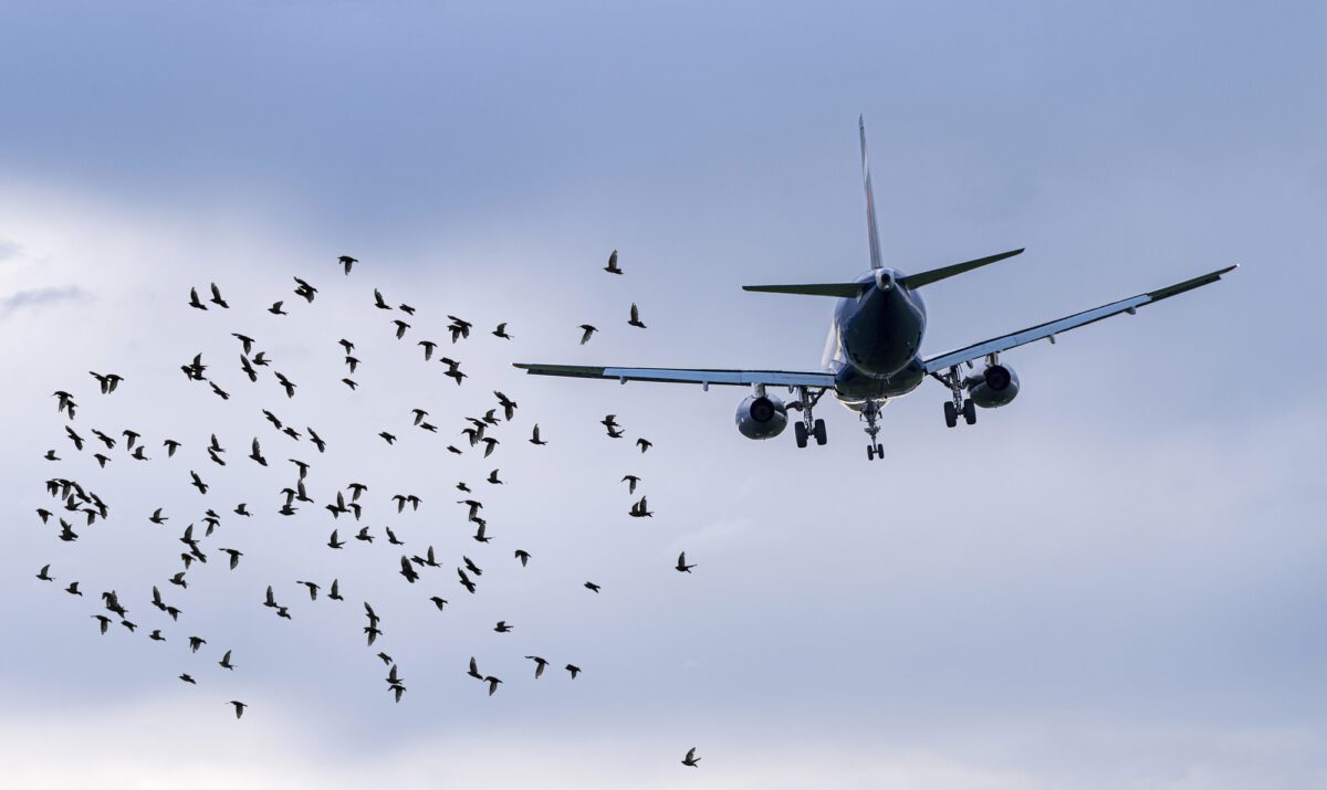 Revolutionizing Aviation Safety: How Skyline Guard Is Pioneering AI-Powered Bird Strike Prevention