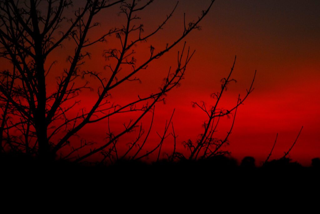 A scenic image as a reference for Halloween of a red sky with dark trees in the foreground