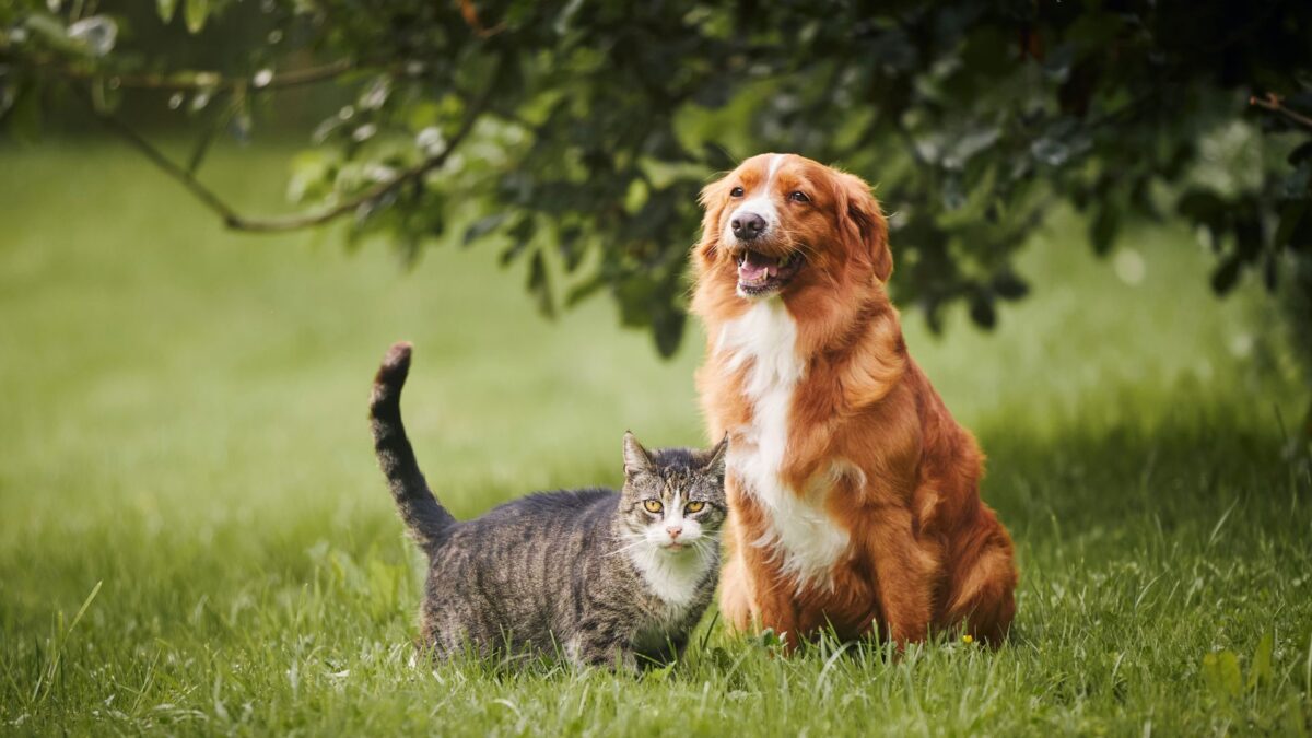 seresto-announces-new-innovations-in-pet-protection-with-long-lasting-flea-and-tick-collar seresto-announces-new-innovations-in-pet-protection-with-long-lasting-flea-and-tick-collar