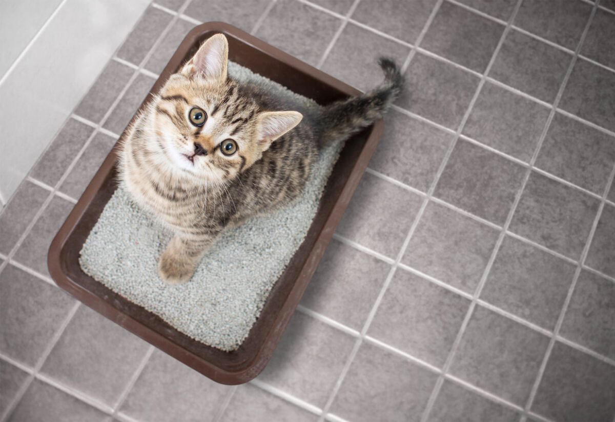 QSM Diagnostics Leads the Future of Pet Care Diagnostics, Providing Convenience, Speed, and Accuracy