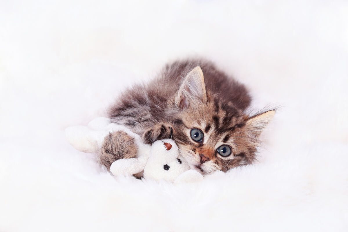 Cat Writers’ Association Honors EveryCat Health Foundation, Fuels Breakthroughs in Feline Medicine