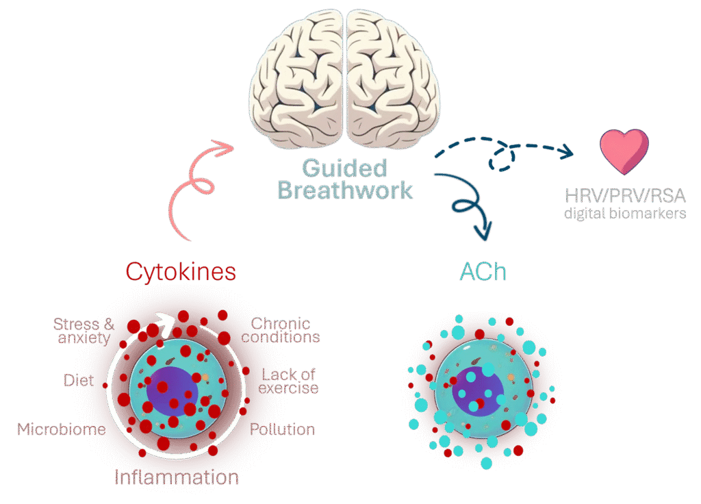 Acetylcholine release from brain to body