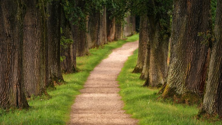 Rooted Worth: Discovering Identity Beneath the Noise