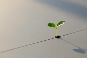 Green sprout emerging through a small crack in smooth concrete under soft light, symbolizing adaptation and resilience in early business growth.