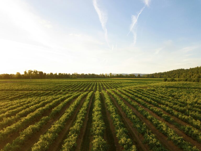 Aerial view of a farm field with crop rows at sunset