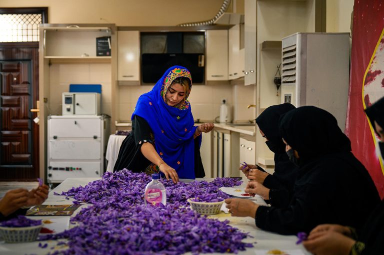 Afghan women entrepreneurs sorting saffron flowers at a table