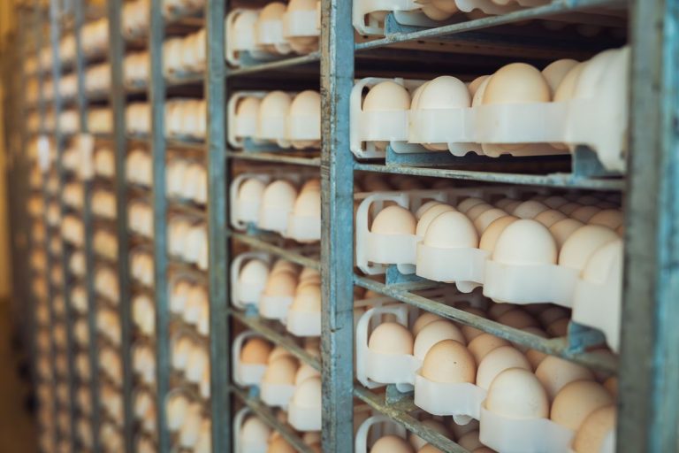 Rows of fresh eggs stored in an industrial rack system