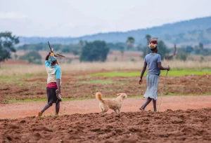 Two farmers walk with a dog through rural farmland, showcasing local agricultural life
